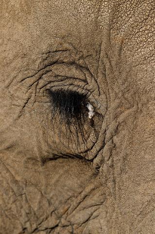 017 Zimbabwe, olifantentocht.jpg